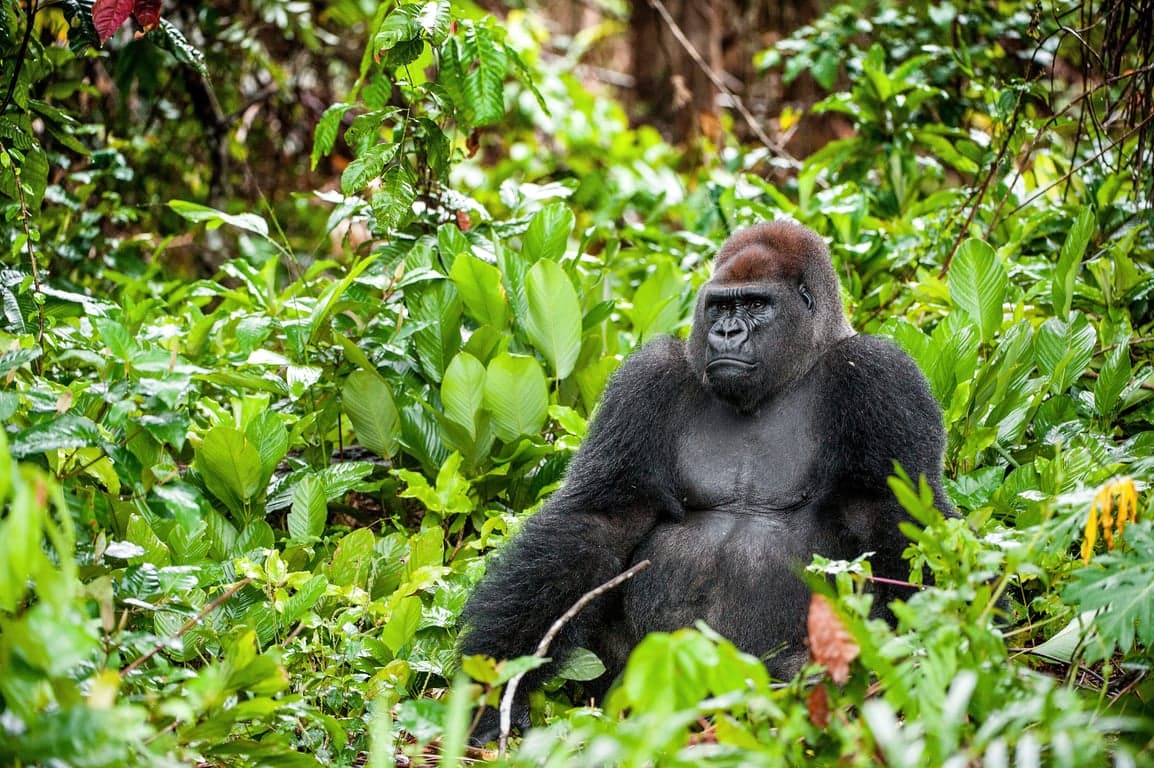 Republic of the Congo